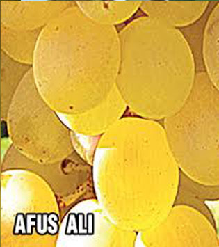 afus-ali