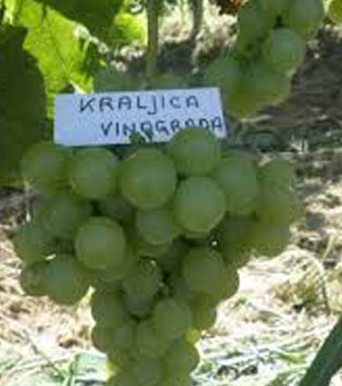 kraljica-vinograda